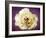 Flower of a White Rose, Texture, Birds, Composing-Alaya Gadeh-Framed Photographic Print