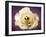 Flower of a White Rose, Texture, Birds, Composing-Alaya Gadeh-Framed Photographic Print