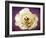 Flower of a White Rose, Texture, Birds, Composing-Alaya Gadeh-Framed Photographic Print