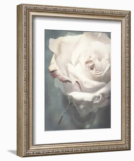 Flower of a White Rose, Texture, Composing-Alaya Gadeh-Framed Photographic Print