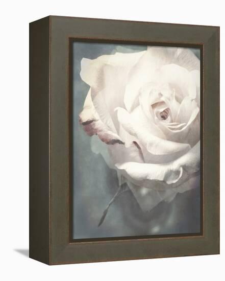 Flower of a White Rose, Texture, Composing-Alaya Gadeh-Framed Premier Image Canvas