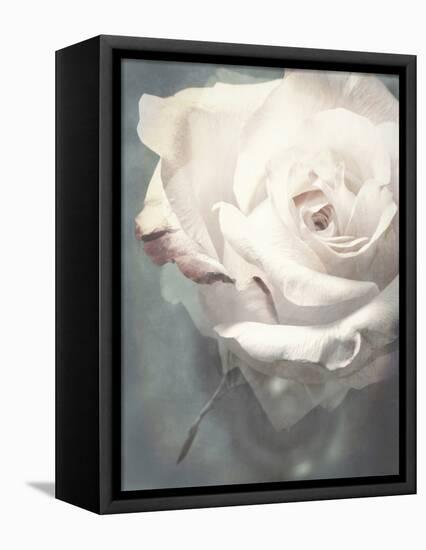 Flower of a White Rose, Texture, Composing-Alaya Gadeh-Framed Premier Image Canvas