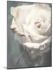 Flower of a White Rose, Texture, Composing-Alaya Gadeh-Mounted Photographic Print