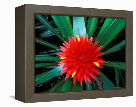 Flower of Bromeliad, Wild Pineapple, Barro Colorado Island, Panama-Christian Ziegler-Framed Premier Image Canvas
