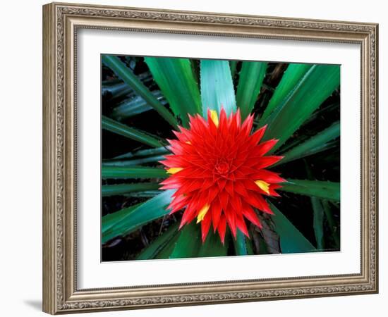 Flower of Bromeliad, Wild Pineapple, Barro Colorado Island, Panama-Christian Ziegler-Framed Photographic Print