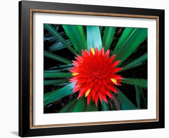 Flower of Bromeliad, Wild Pineapple, Barro Colorado Island, Panama-Christian Ziegler-Framed Photographic Print