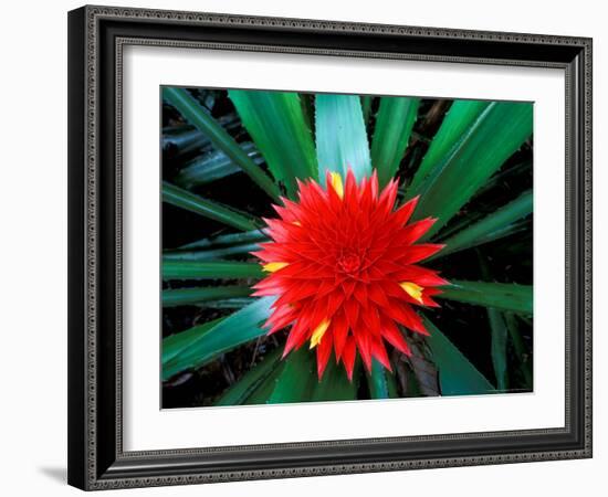 Flower of Bromeliad, Wild Pineapple, Barro Colorado Island, Panama-Christian Ziegler-Framed Photographic Print