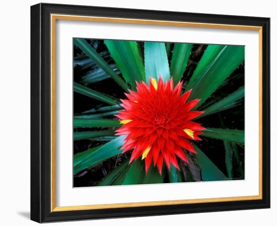 Flower of Bromeliad, Wild Pineapple, Barro Colorado Island, Panama-Christian Ziegler-Framed Photographic Print