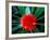 Flower of Bromeliad, Wild Pineapple, Barro Colorado Island, Panama-Christian Ziegler-Framed Photographic Print