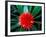 Flower of Bromeliad, Wild Pineapple, Barro Colorado Island, Panama-Christian Ziegler-Framed Photographic Print