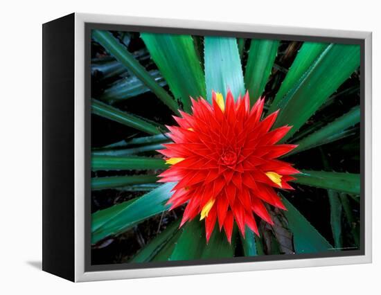 Flower of Bromeliad, Wild Pineapple, Barro Colorado Island, Panama-Christian Ziegler-Framed Premier Image Canvas