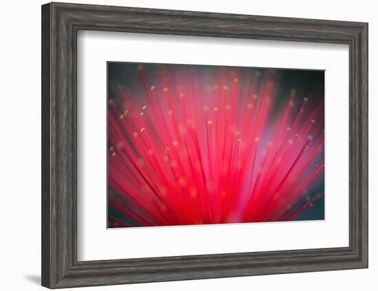 Flower of Feather Duster Plant-BSullivan-Framed Photographic Print