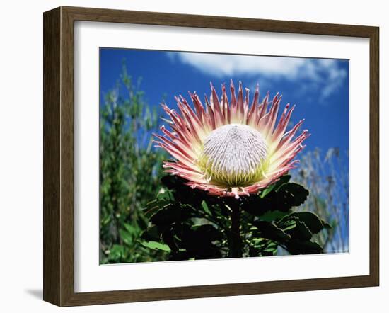 Flower of the King Protea, Kirstenbosch Botanical Gardens, Cape Town, South Africa-Ann & Steve Toon-Framed Photographic Print