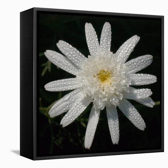 Flower on Black I-Jim Christensen-Framed Premier Image Canvas