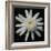 Flower on Black I-Jim Christensen-Framed Photographic Print