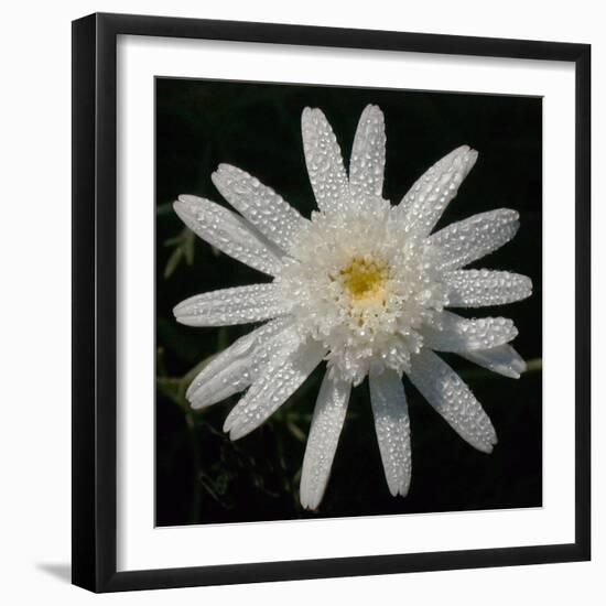 Flower on Black I-Jim Christensen-Framed Photographic Print