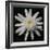 Flower on Black I-Jim Christensen-Framed Photographic Print