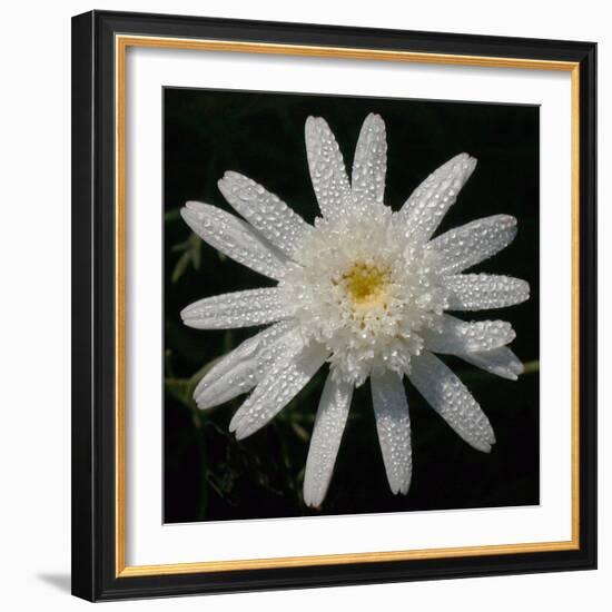 Flower on Black I-Jim Christensen-Framed Photographic Print