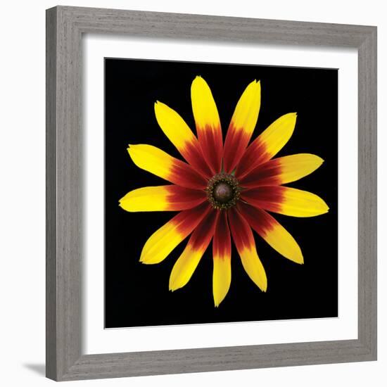 Flower on Black II-Jim Christensen-Framed Photographic Print