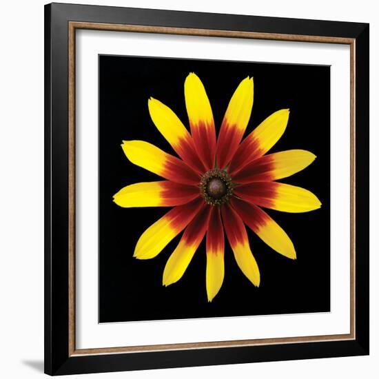 Flower on Black II-Jim Christensen-Framed Photographic Print