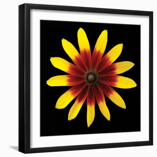 Flower on Black II-Jim Christensen-Framed Photographic Print