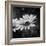 Flower on the Wall-Philippe Sainte-Laudy-Framed Photographic Print