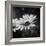 Flower on the Wall-Philippe Sainte-Laudy-Framed Photographic Print