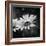 Flower on the Wall-Philippe Sainte-Laudy-Framed Photographic Print