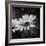 Flower on the Wall-Philippe Sainte-Laudy-Framed Photographic Print