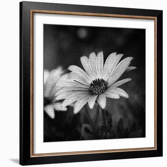 Flower on the Wall-Philippe Sainte-Laudy-Framed Photographic Print