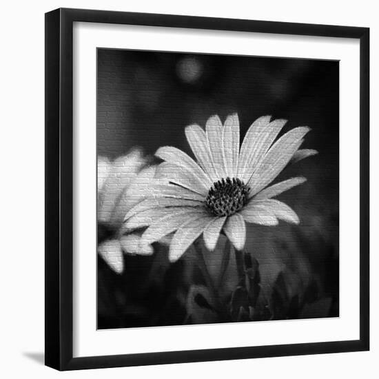 Flower on the Wall-Philippe Sainte-Laudy-Framed Photographic Print