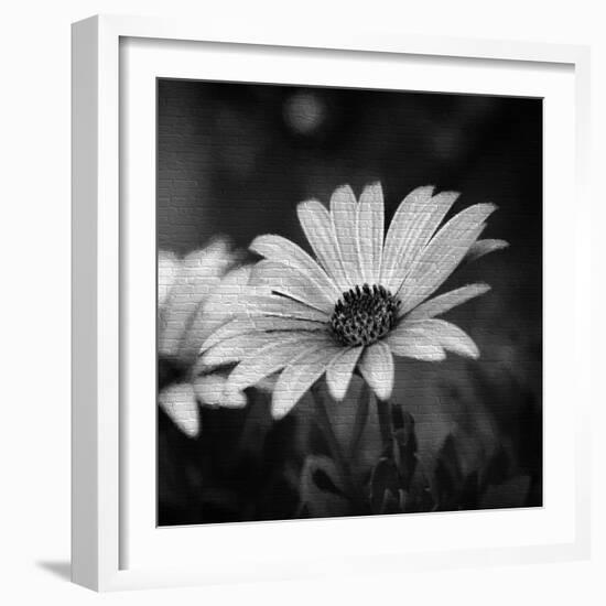 Flower on the Wall-Philippe Sainte-Laudy-Framed Photographic Print