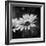 Flower on the Wall-Philippe Sainte-Laudy-Framed Photographic Print