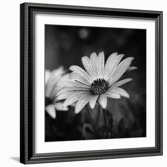 Flower on the Wall-Philippe Sainte-Laudy-Framed Photographic Print