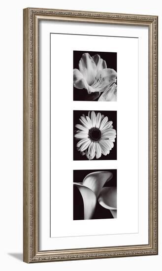 Flower Panel II-Bill Philip-Framed Giclee Print