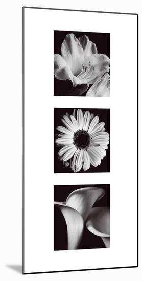 Flower Panel II-Bill Philip-Mounted Giclee Print