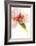 Flower Passion II-Jennifer Goldberger-Framed Art Print