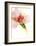 Flower Passion II-Jennifer Goldberger-Framed Art Print