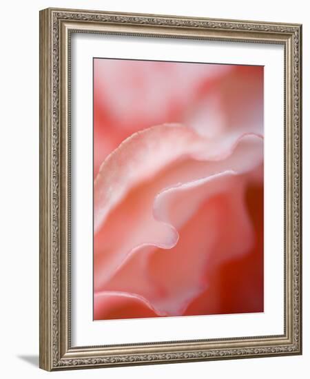 Flower Petal Edges-Nancy Rotenberg-Framed Photographic Print