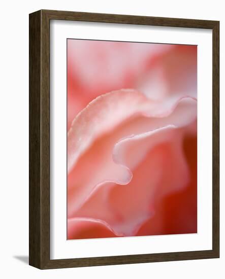 Flower Petal Edges-Nancy Rotenberg-Framed Photographic Print