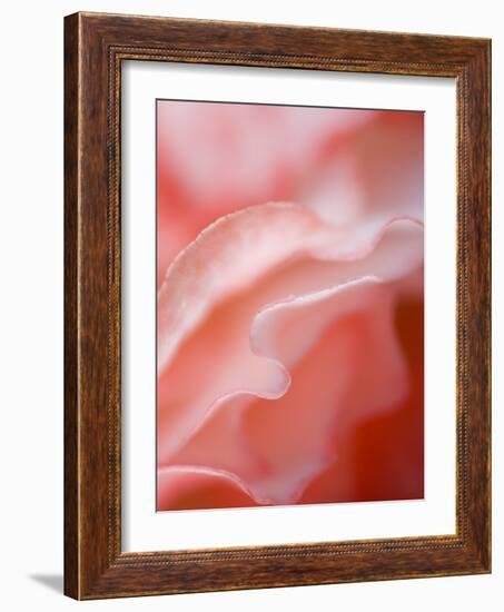 Flower Petal Edges-Nancy Rotenberg-Framed Photographic Print