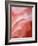 Flower Petal Edges-Nancy Rotenberg-Framed Photographic Print