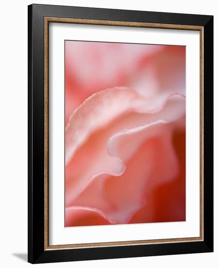 Flower Petal Edges-Nancy Rotenberg-Framed Photographic Print