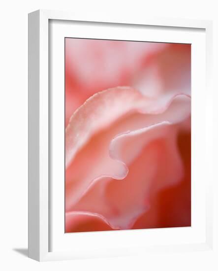 Flower Petal Edges-Nancy Rotenberg-Framed Photographic Print