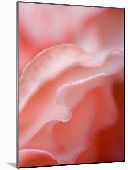 Flower Petal Edges-Nancy Rotenberg-Mounted Photographic Print