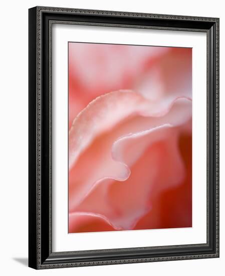 Flower Petal Edges-Nancy Rotenberg-Framed Photographic Print