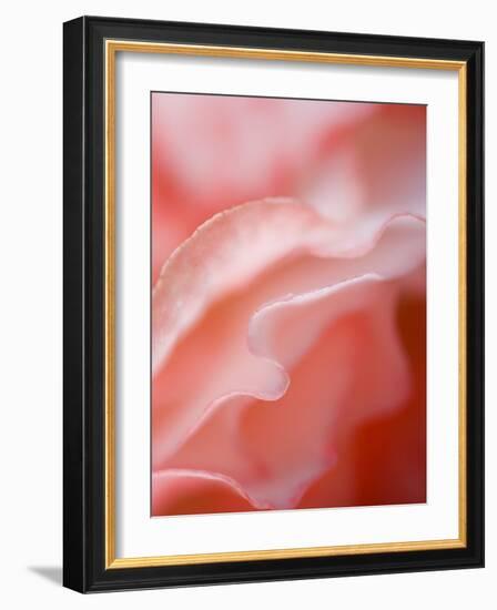 Flower Petal Edges-Nancy Rotenberg-Framed Photographic Print