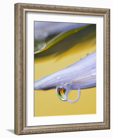 Flower Petal with Drop and Reflection-Nancy Rotenberg-Framed Photographic Print