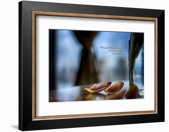 Flower petals on a counter top with Lady Bird Johnson Quote-null-Framed Photo