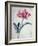 Flower Pieces, Oriental Poppy-Marie-Anne-Framed Giclee Print